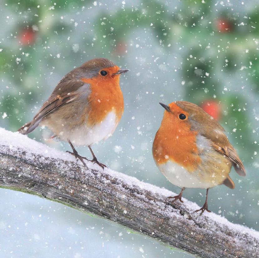 Snowy Branch Friends